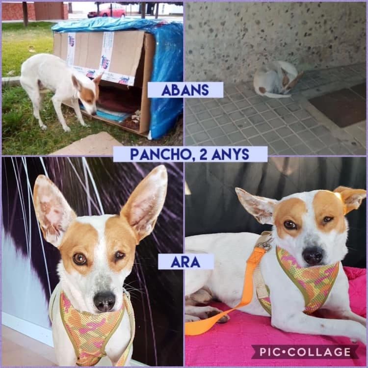 PANCHO ADOPTADO!! QUE SEAS MUY FELIZ!!!