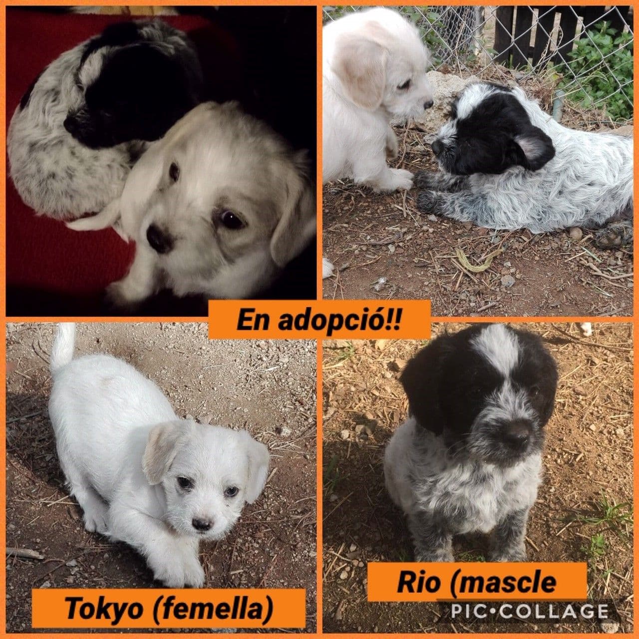 ADOPTADOS!!! A ser felices pequeños!