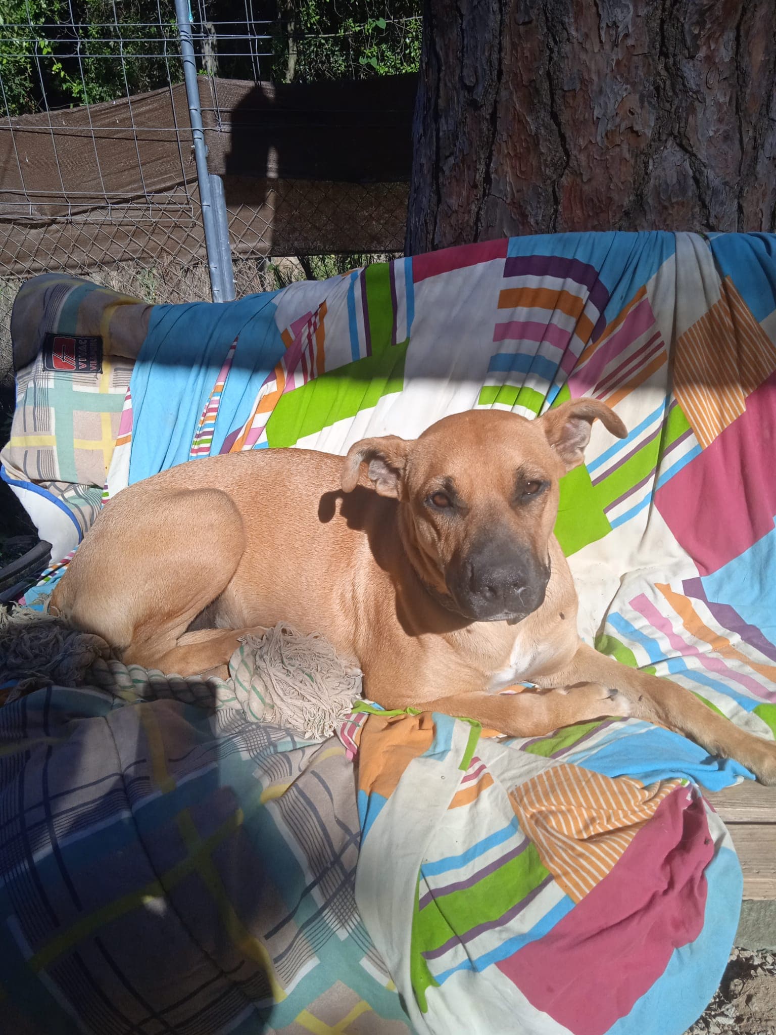 GINGER ADOPTADA - Foto 1