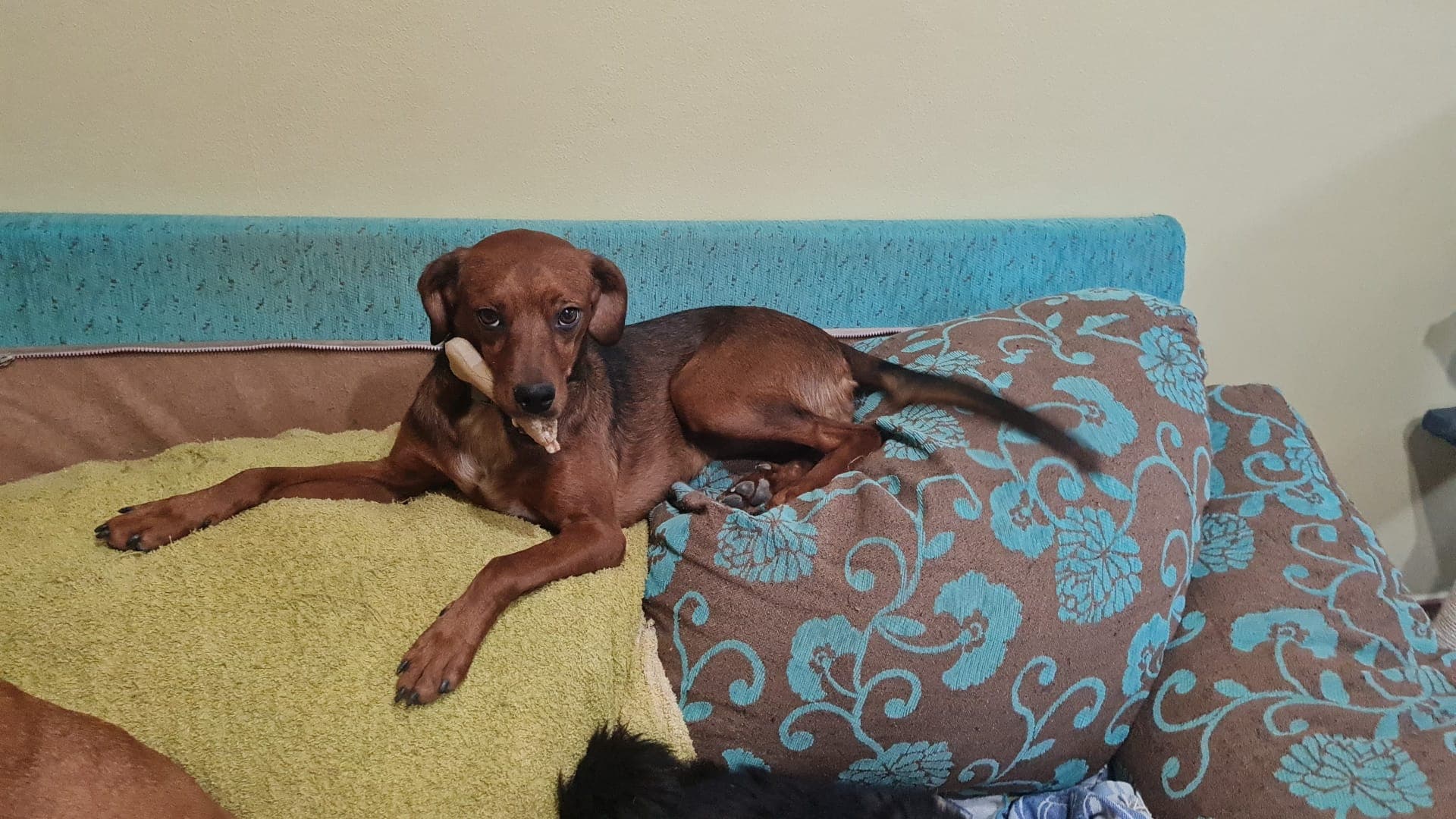 ROSI ADOPTADA