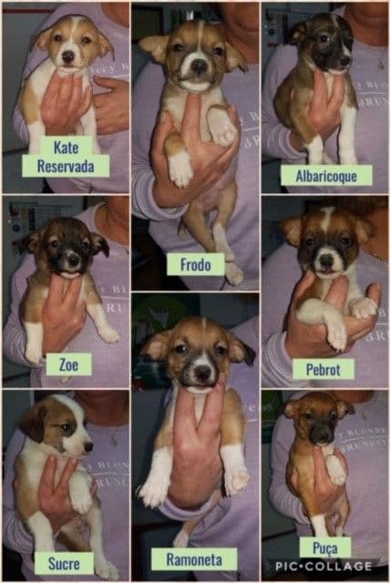 TODOS S!!! - Foto 1