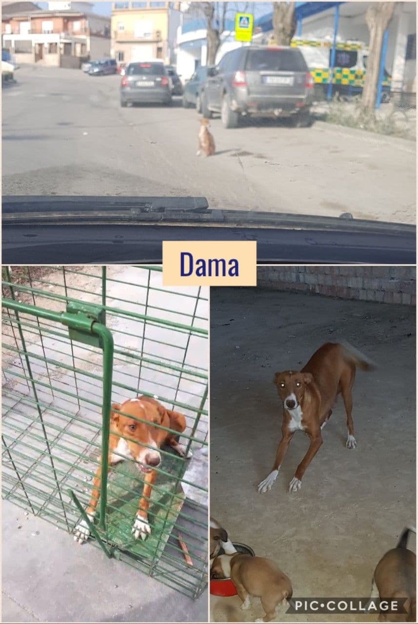 TODOS ADOPTADOS!!!
