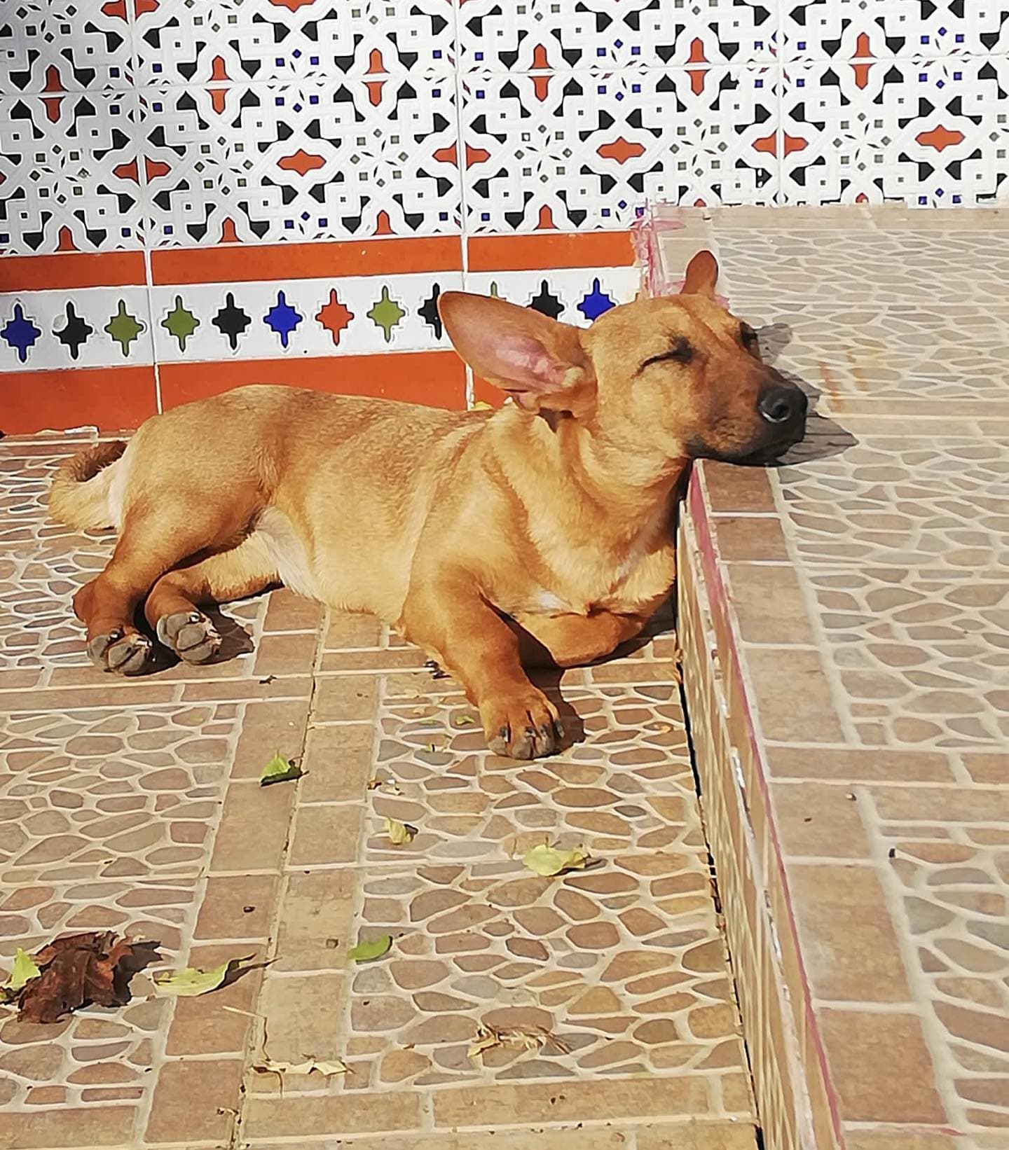 RUMBA ADOPTADA - Foto 1
