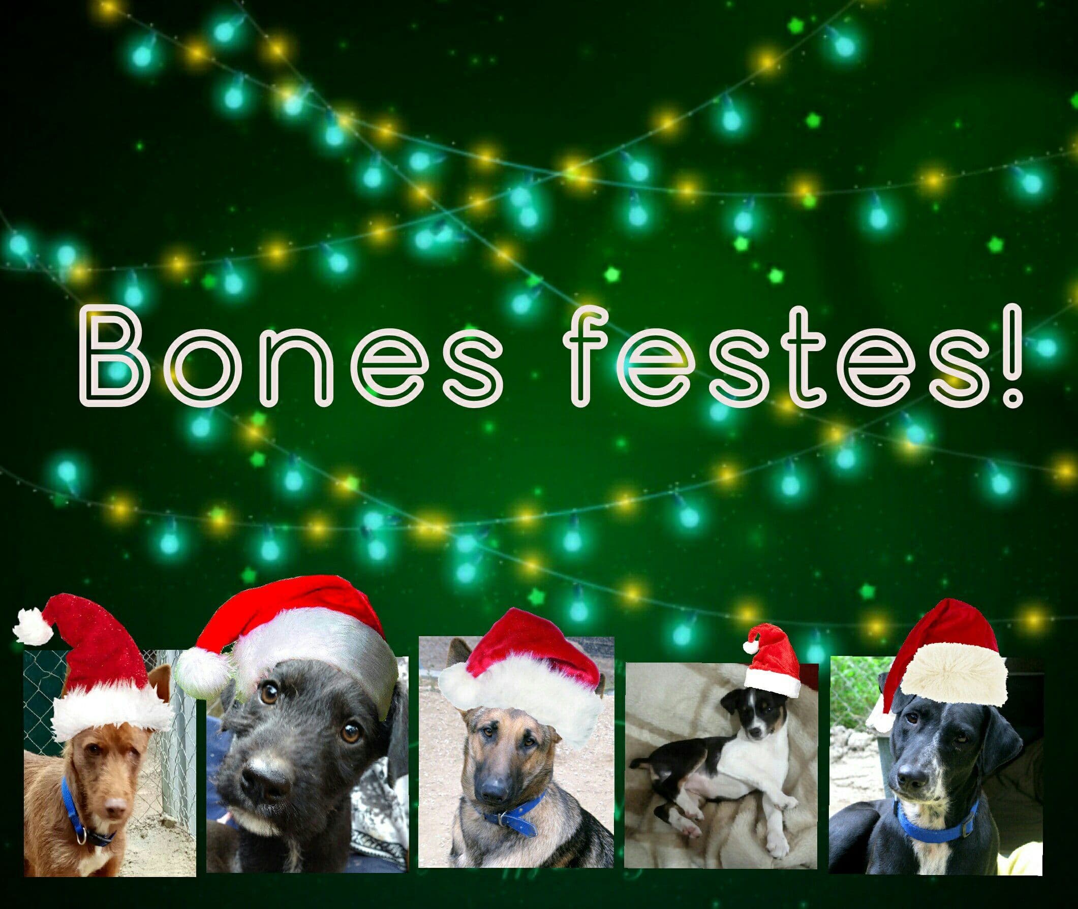 Felices Fiesta!