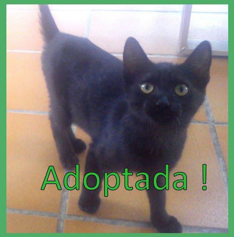 La GATETA adoptada!