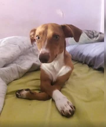 ALAIA ADOPTADA - Foto 2