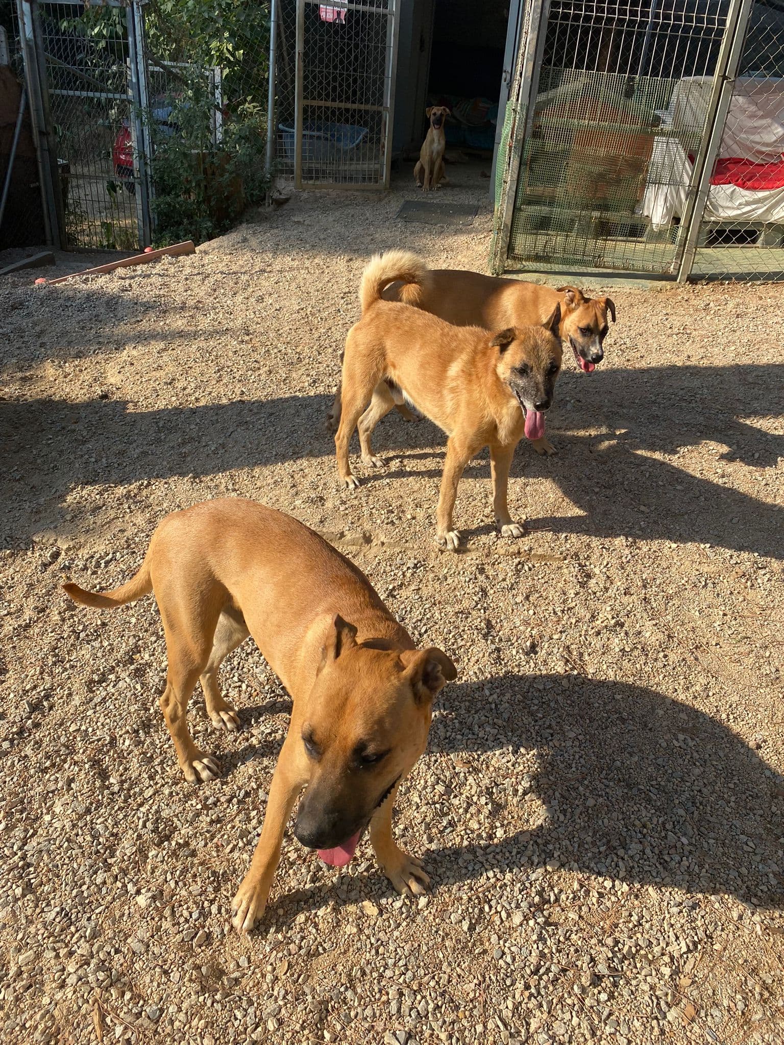 GINGER ADOPTADA