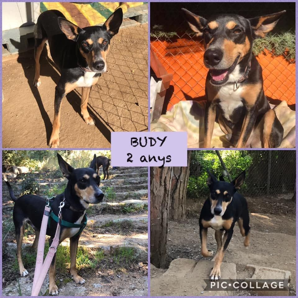 BUDY ADOPTADO!