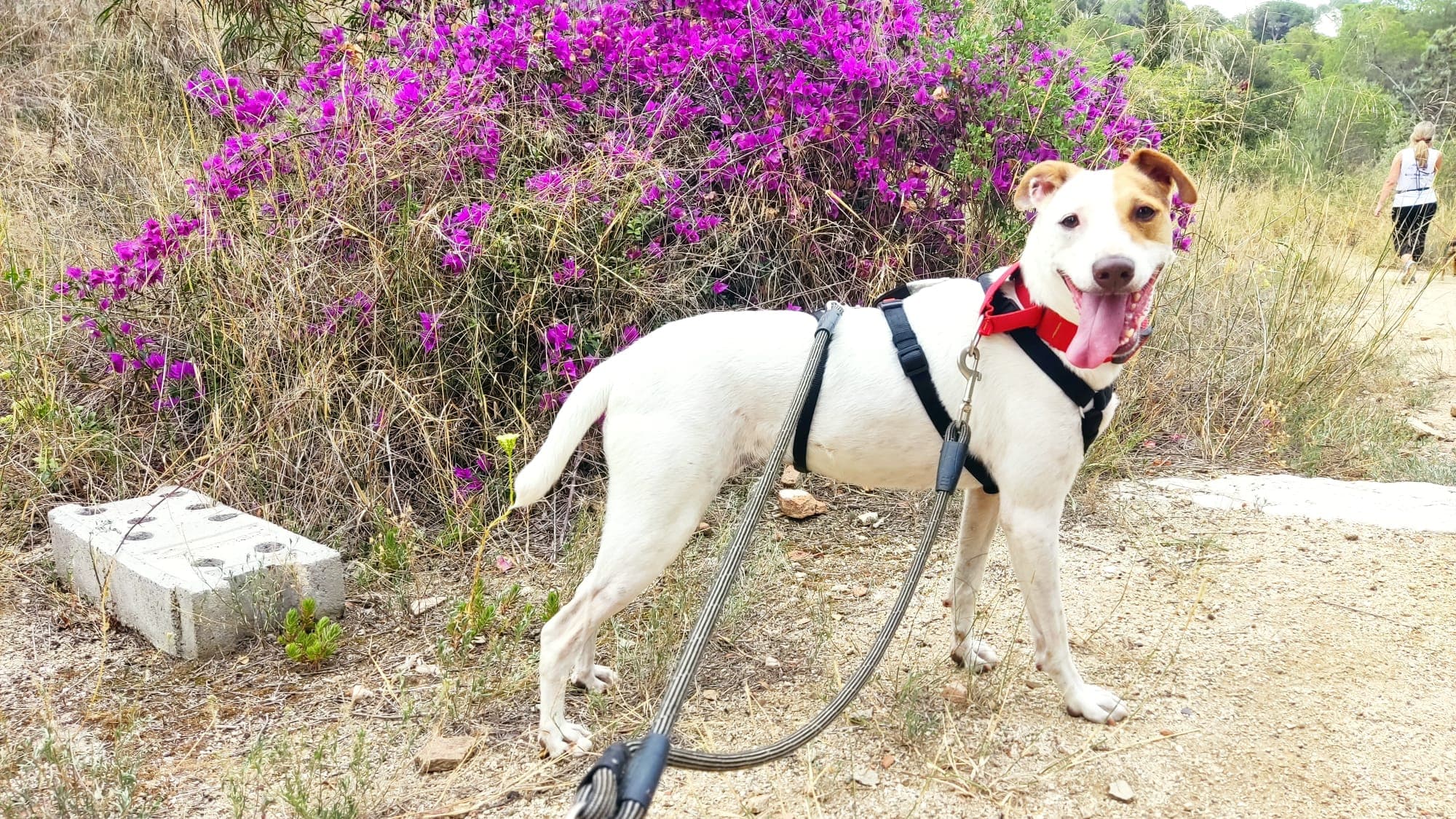 SENNA EN ADOPCIÓN