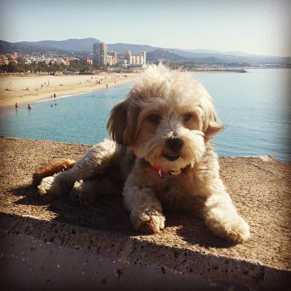 Coco adoptado!!