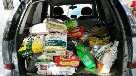 manada canina pienso